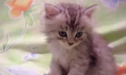 可爱小猫视频,跟随可爱小猫的欢快舞步